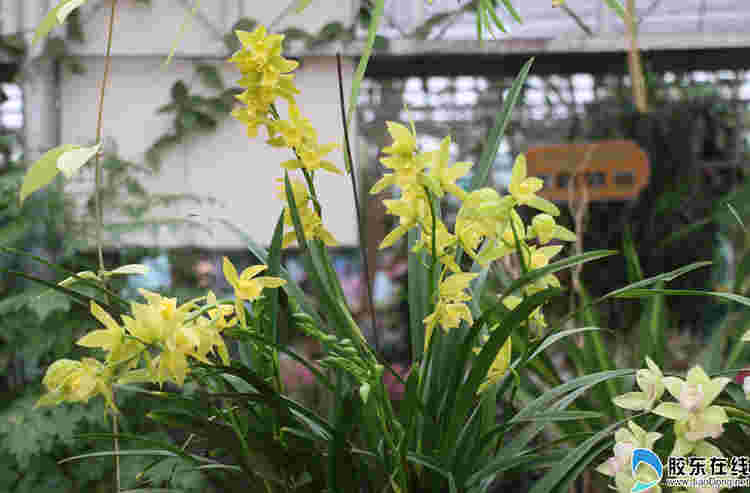 高清：煙臺(tái)農(nóng)博園花樣迎新春 上百種蘭花美不勝收
