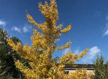 天池、吐魯番、喀納斯雙飛 8 日游 天池、吐魯番、喀納斯雙飛 8 日游