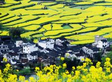 【2021賞花季】婺源篁嶺、千島湖雙飛四日游 【2021賞花季】婺源篁嶺、千島湖雙飛四日游