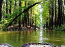 【國慶假期】品泰州早茶，游瘦西湖美景，賞水上森林氧吧，逛濕地公園大巴三日游