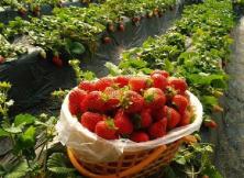 【精品推薦】草莓采摘+乳山滴水灣溫泉 度假休閑二日游