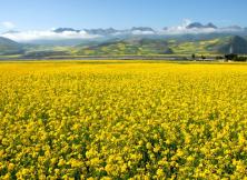 蘭州、西寧、青海湖、塔爾寺、金銀灘大草原、門源油菜花、祁連卓爾山、互助土族風情雙飛5日游
