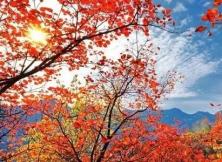 11月12日威海眠虎嶺賞楓葉、銀杏林、品農(nóng)家美食