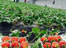 【踏春之行●親子游】 山后人家生態園高大上采摘