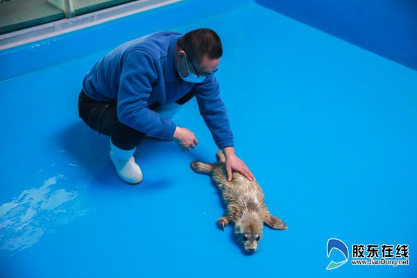 飼養(yǎng)員陪小海豹玩耍