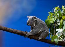 澳然新動-澳新尊享全景12日