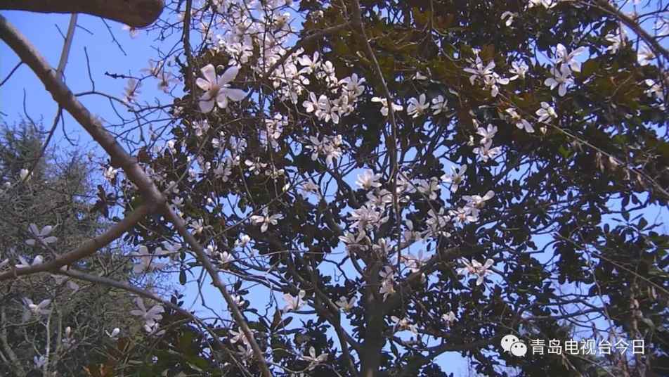 青島進(jìn)入全年最美賞花季 這份賞花攻略請收好