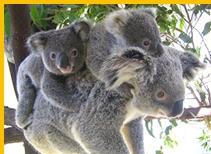 嘉華旅游--澳新凱墨海陸空12日精華游