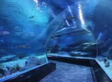 【中秋假期】：蓬萊極地海底世界一日游