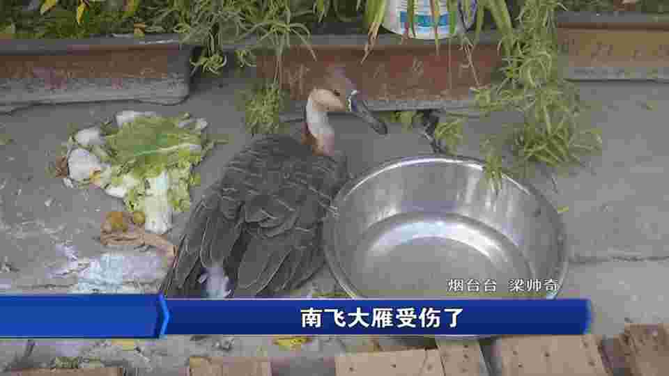 離群的大雁受傷遺落煙臺一隅 南山公園正在進行救治