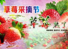 采摘 ：有機(jī)蔬菜+草莓 采摘一日游