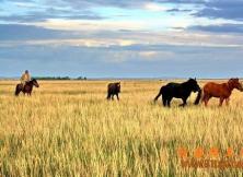 呼倫貝爾大草原、根河濕地、猛瑪像公園、邊城滿洲里超值雙飛五日游