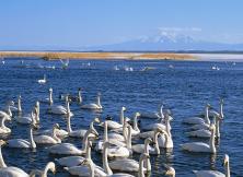 嘉華旅游~威海煙墩角賞天鵝+榮成科技館一日游