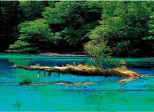 九寨：成都九寨溝黃龍雙飛6日游