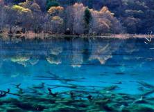 成都人民公園.寬窄巷子.都江堰.九寨黃龍雙飛六日游