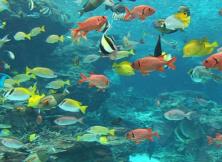 端午節(jié)：威海海底世界純玩一日游