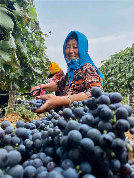 一瓶中國葡萄酒的“雙碳”之路