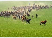貢格爾草原、渾善達克沙地、阿斯哈圖石林、白音敖包、達里諾爾湖、西拉沐淪河漂流、赤峰博物館單動單飛親子五日游 貢格爾草原、渾善達克沙地、阿斯哈圖石林、白音敖包、達里諾爾湖、西拉沐淪河漂流、赤峰博物館單動單飛親子五日游