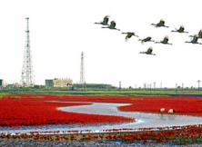 嘉華旅游---東營黃河口濕地公園、壽光林海攝影美食純玩兩日游