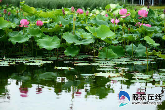 朱巖河荷花盛開，吸引市民賞花游玩