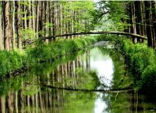 【春節(jié)假期】興化李中水上森林、揚(yáng)州瘦西湖、何園、 泰州梅苑、皮包水早茶精品大巴三日游