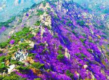 花開黃島”—— 青島大珠山賞杜鵑一日游