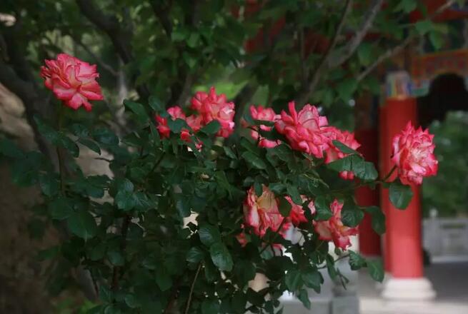 端午節福音：走“薄艾”之路，賞清涼美景