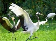 親子特惠6月 廣珠長隆全景純自由行五日游（煙臺獨立成團）