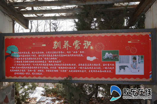 狗年生肖科普知識宣傳牌