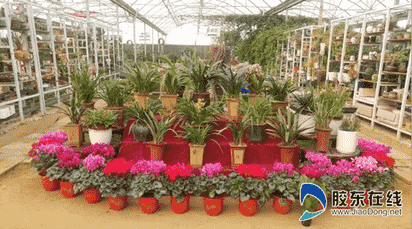 煙臺農博園第二屆蘭花展