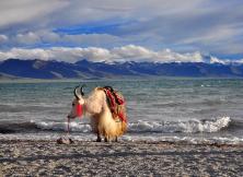 【7月】青海湖+祁連大草原+張掖丹霞地貌+鳴沙山月牙泉