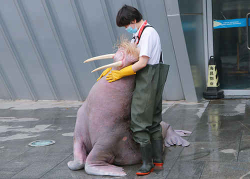 全國(guó)愛(ài)牙日|煙臺(tái)鯨鯊海洋公園動(dòng)物醫(yī)生教你如何給海獅海象刷牙、護(hù)牙