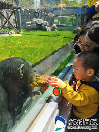 五一假期期間，新建黑猩猩館正式開放