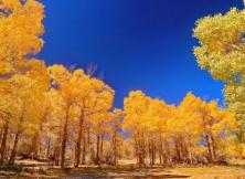 十一醉美額濟納胡楊林-嘉峪關(guān)-張掖七彩丹霞雙飛6日 十一醉美額濟納胡楊林-嘉峪關(guān)-張掖七彩丹霞雙飛6日