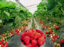 嘉華旅游--威海石佛山＋滑草＋草莓采摘一日游
