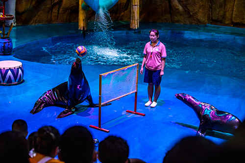 煙臺鯨鯊海洋公園“獅象”同臺秀 海洋動物上演“開學第一課”
