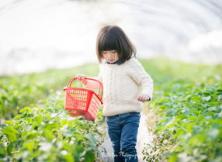 采摘草莓、逛植物園、滴水灣空中溫泉兩日游