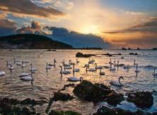 煙臺到威海煙墩角賞天鵝+榮成科技館純玩一日游