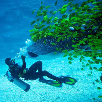 端午相約煙臺鯨鯊海洋公園 僅需59.9元！海底舞龍 國潮舞蹈你想看的這里都有