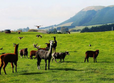 【悅動南半球】澳新11日之旅 【悅動南半球】澳新11日之旅