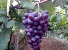 青島茶山+大 澤山葡萄采摘 純玩一日游