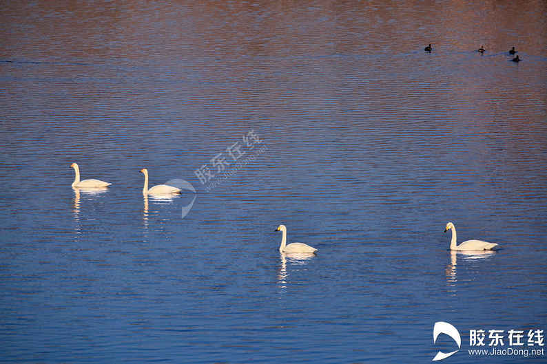高清組圖：最美精靈飛落凡間 夾河變身天鵝湖