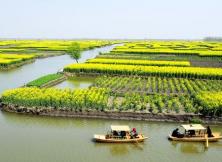 *【三月賞花系列】興化千垛油菜花·泰州溱湖濕地公園 皮包水早茶·溱潼古山茶花 雙花休閑大巴三日游