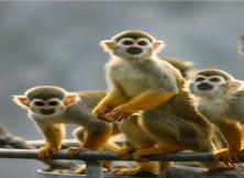 周邊：威海西霞口野生動物園純玩一日游