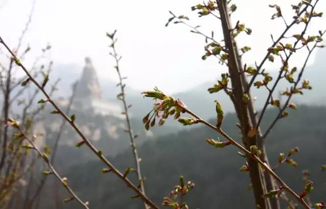 赤山不一樣 “穿著秋褲賞櫻花”模式即將開(kāi)啟