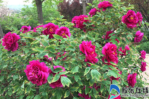 煙臺農博園內的牡丹花