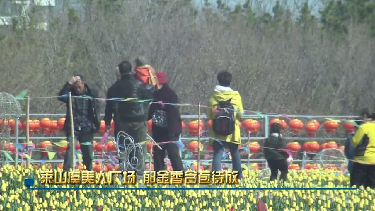 郁金香含苞待放 萊山虞美人廣場(chǎng)周末見