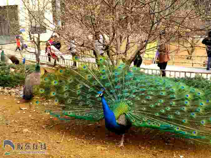 美哉！煙臺動物園數(shù)只孔雀競相開屏（組圖）